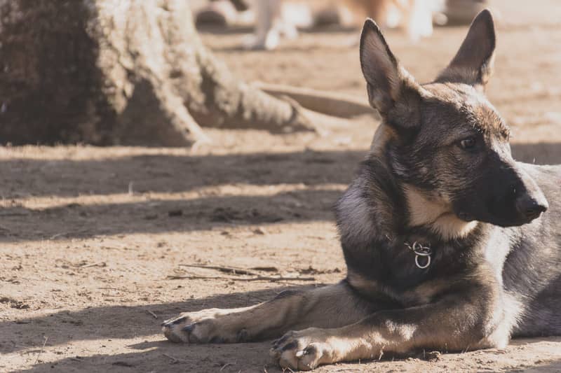 迷子犬の探し方~目撃・保護したときはどうすれば良いの？